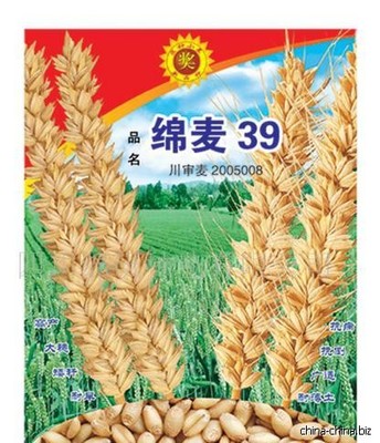 白麥王 高產高抗優質小麥種子的革命性選擇